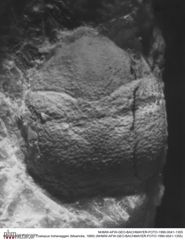 Historisches Foto von Coelopus hoheneggeri (Moericke, 1889) (NHMW-AFW-GEO-BACHMAYER-FOTO-1990-0041-1355)